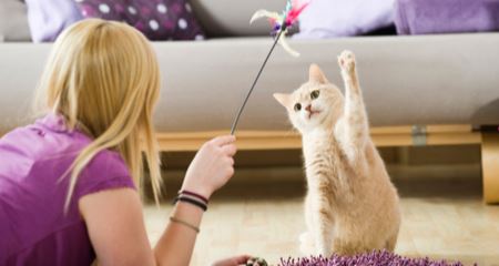 ini antara sebab-sebab kena kucing kita mengiau tanpa henti