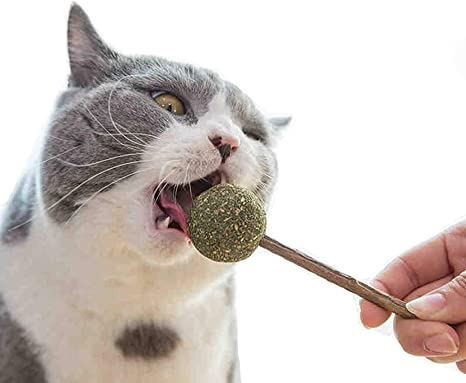 ini antara sebab-sebab kena kucing kita mengiau tanpa henti