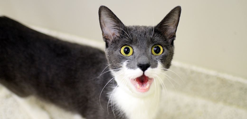 ini antara sebab-sebab kena kucing kita mengiau tanpa henti