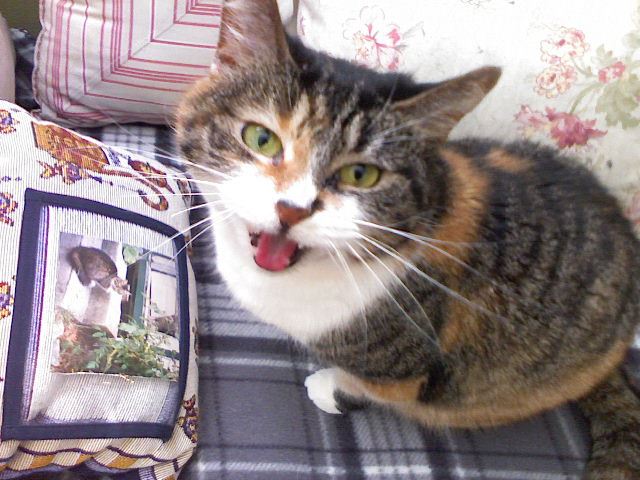 ini antara sebab-sebab kena kucing kita mengiau tanpa henti