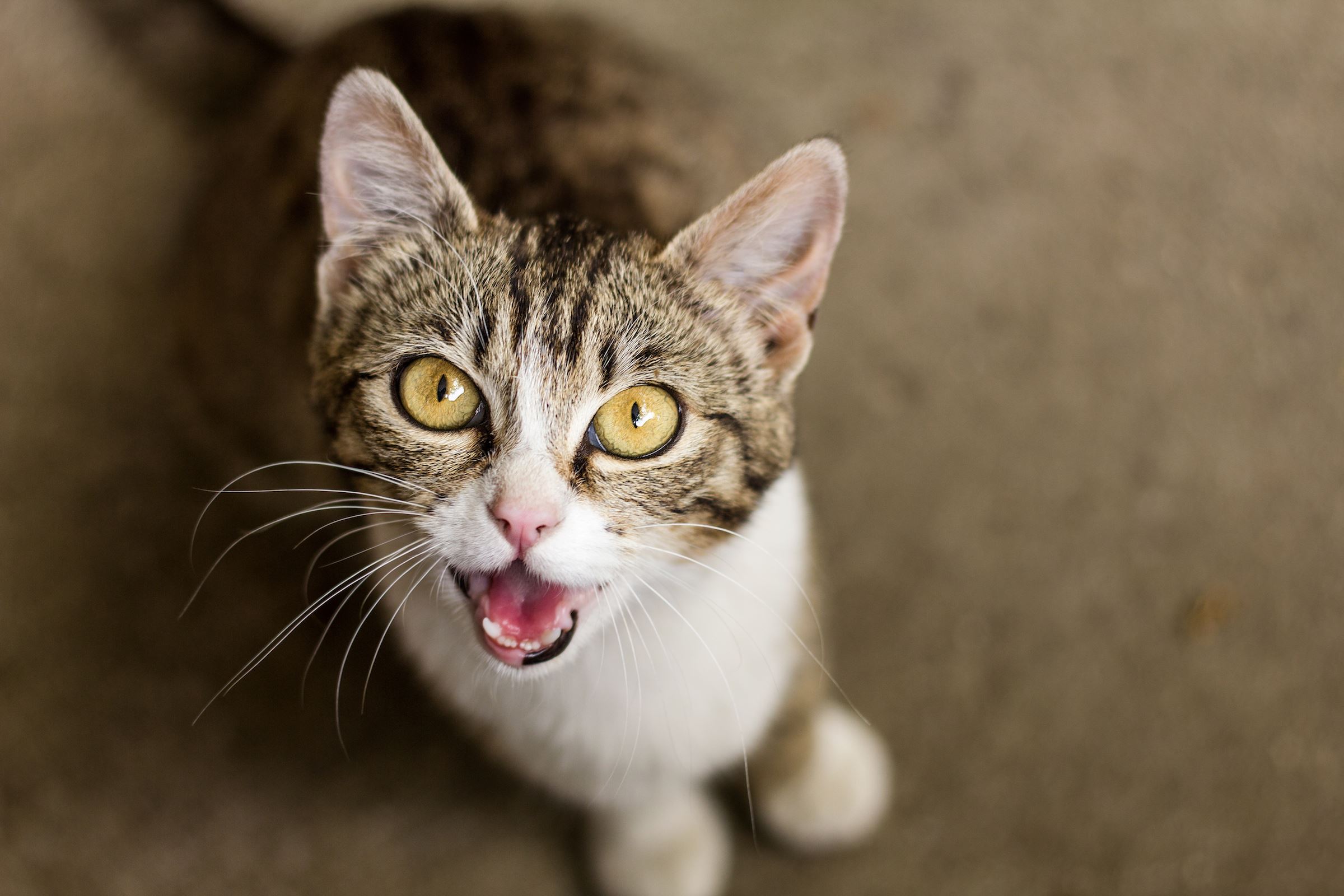 ini antara sebab-sebab kena kucing kita mengiau tanpa henti