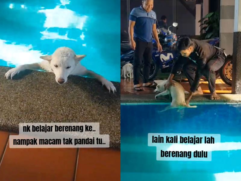 “who is swimming?” malaysian man faces fear of dogs to rescue one stranded in his pool