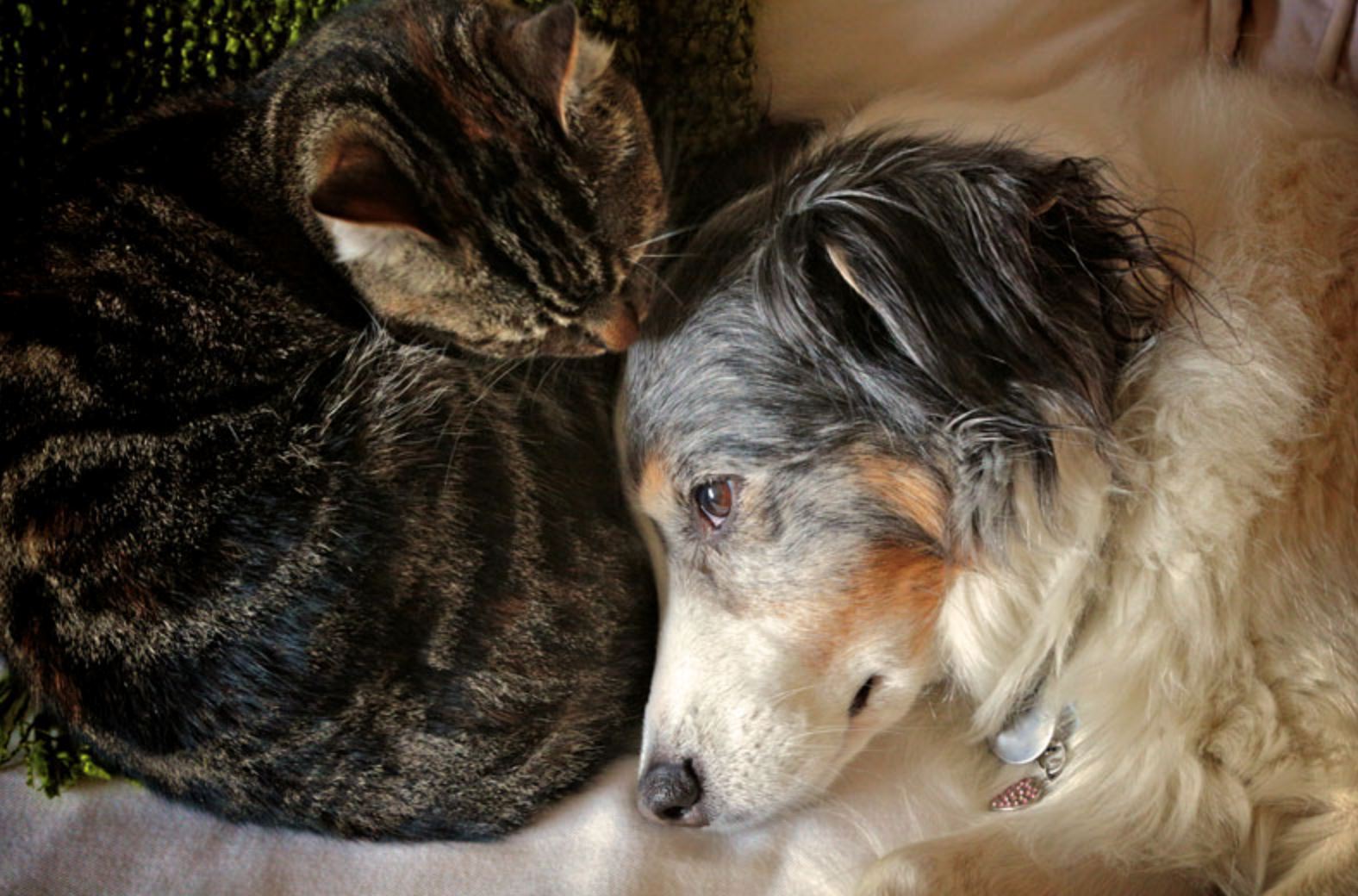 elderly woman in china leaves her rm13 million fortune to her cat and dog, leaving out her three children