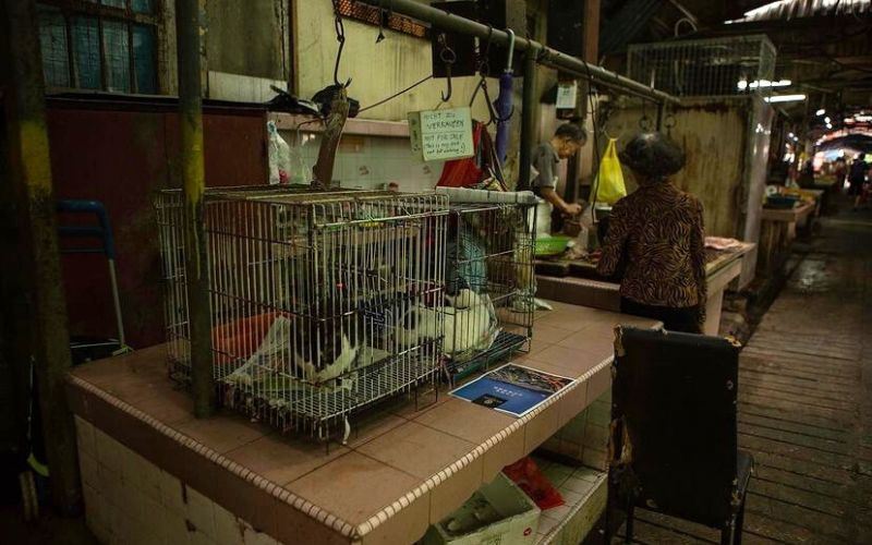 peniaga jual daging kucing di petaling street?