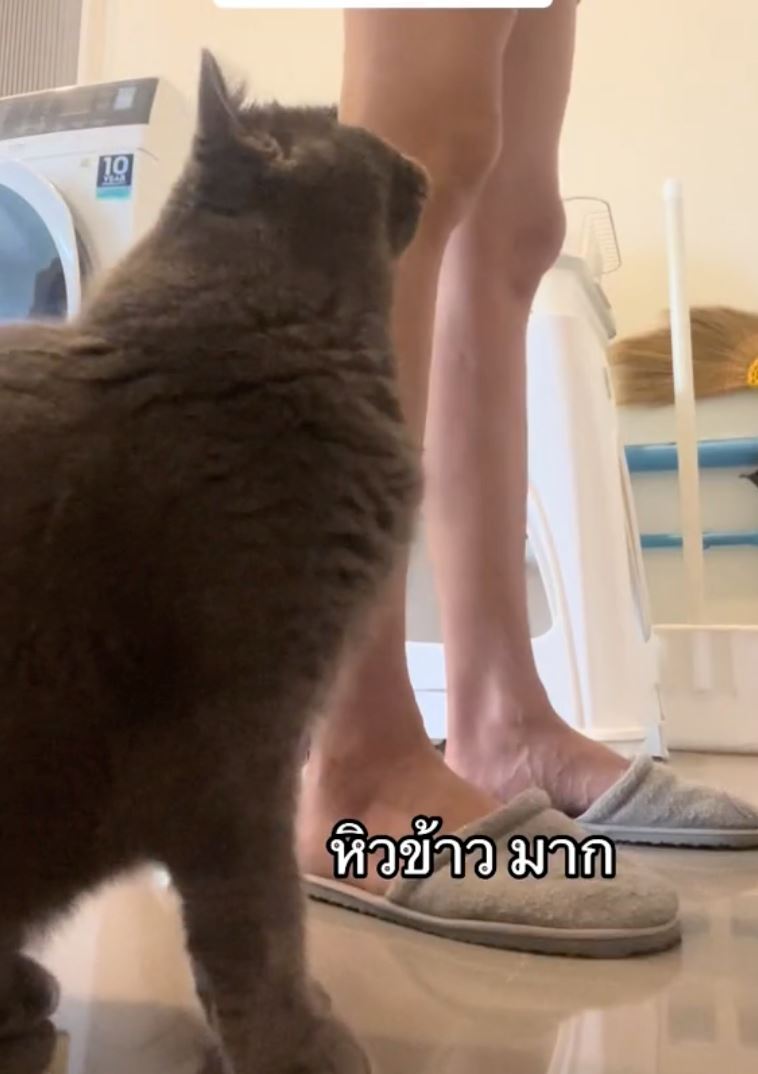 raih lebih 7 juta tontonan, kucing fasih cakap macam manusia tular di tiktok [video]