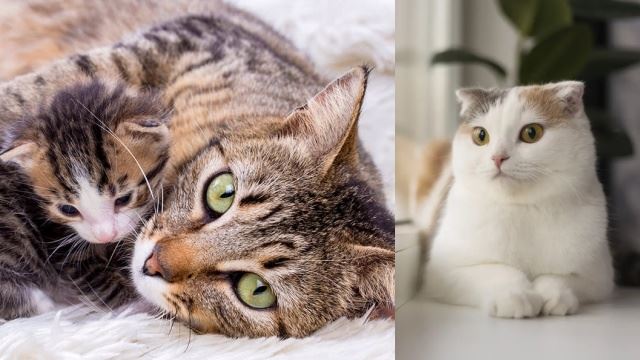 boleh ke? apa hukum memandulkan kucing?