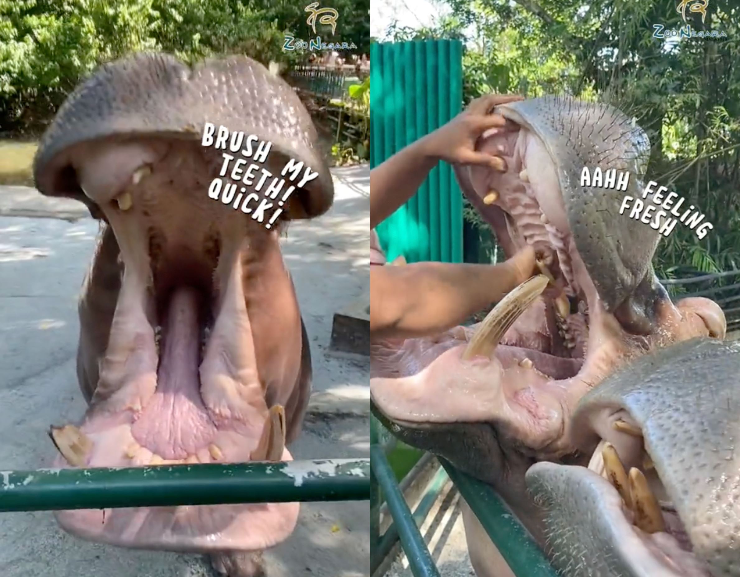 zoo negara shares hippo dental care routine with giant pink toothbrush; malaysians amused!