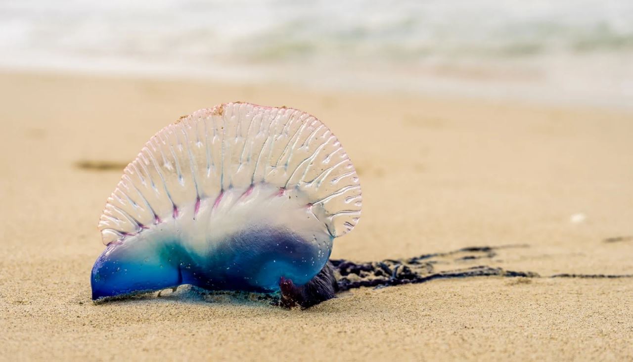 awas kehadiran obor-obor ‘portugese man of war’ di pantai bukit keluang!