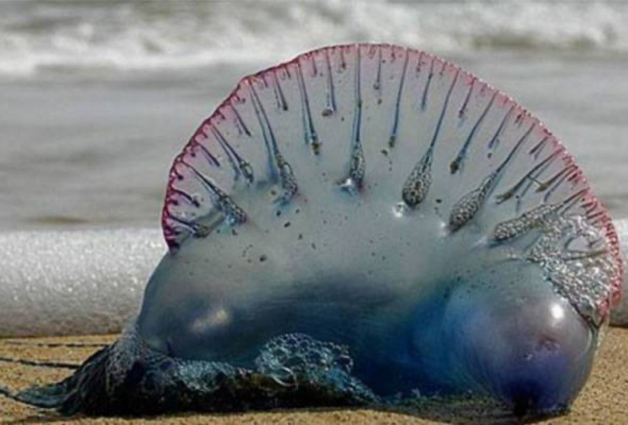 awas kehadiran obor-obor ‘portugese man of war’ di pantai bukit keluang!