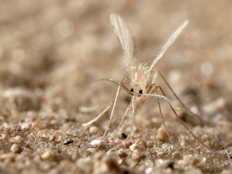 ramai tentera israel kini telah dijangkiti penyakit parasit