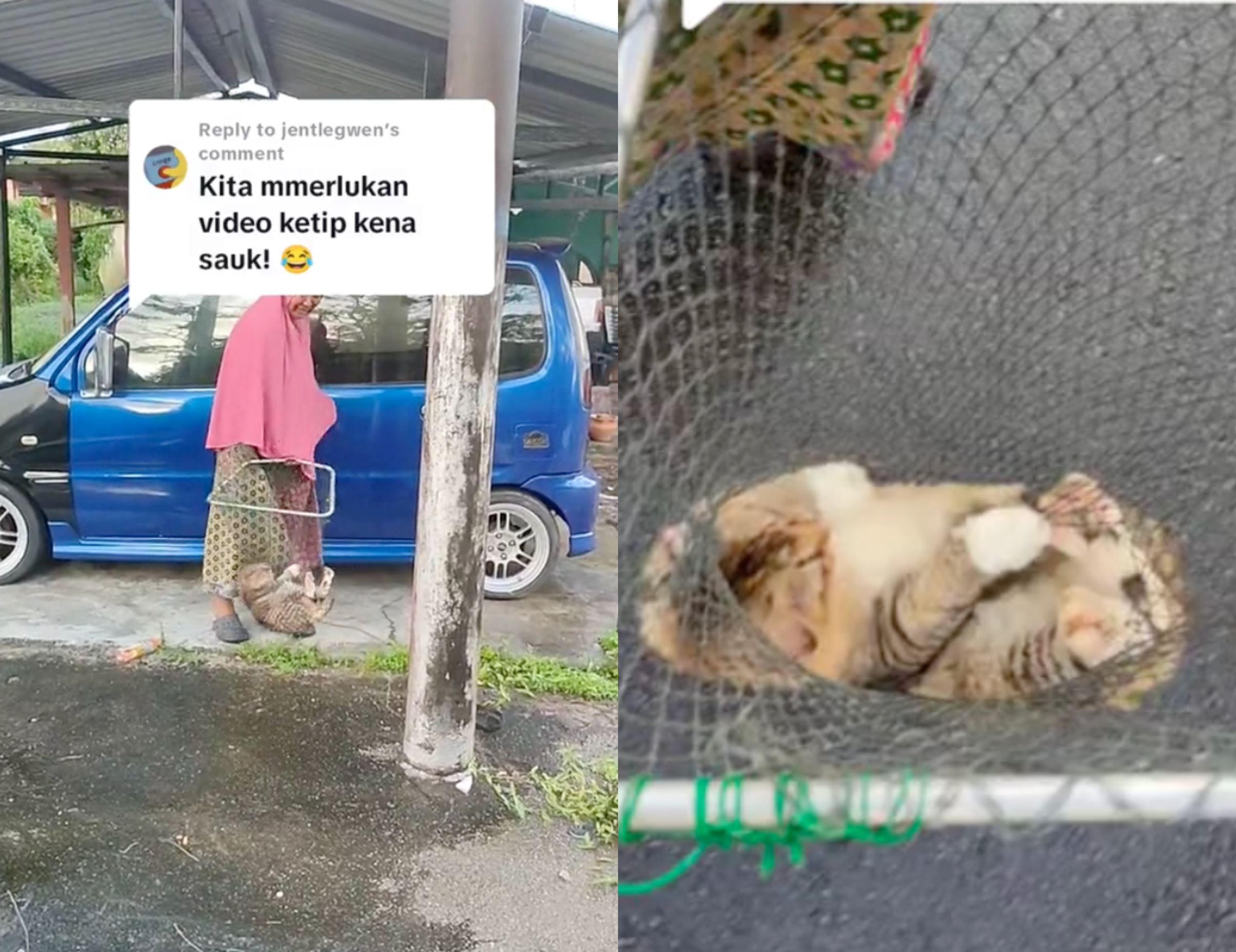 amusing! lazy cat refuses to walk; owner uses net to bring it back home