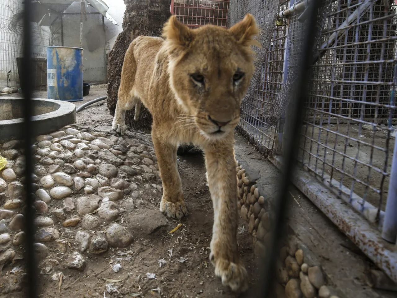 sedih, haiwan di zoo gaza kebuluran, mati kelaparan, “singa terpaksa makan roti kering..”