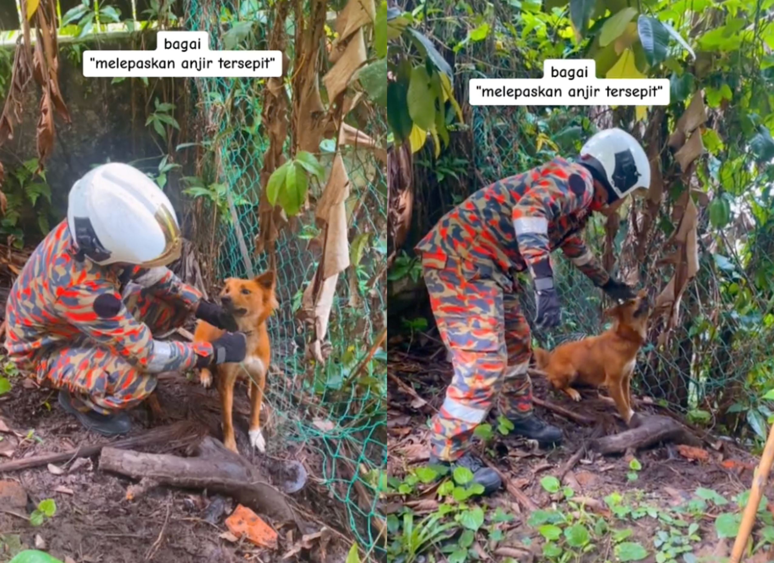  our hero!” abang bomba in kl praised for freeing puppy stuck in mesh gate