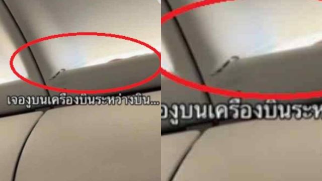 penumpang terkejut ular ‘sesat’ masuk dalam pesawat