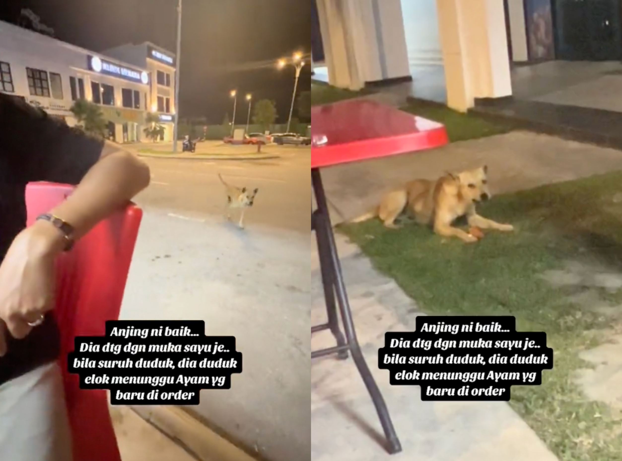 “so kind! m'sians praise malay woman for buying fried chicken at mamak to feed stray dog