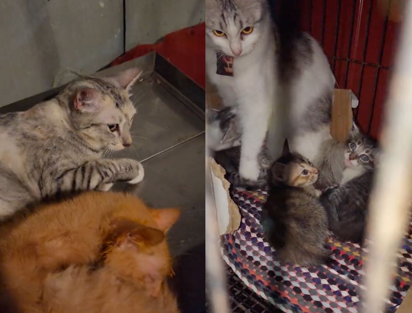 hampir 10 ekor kucing masih hidup ditemui ditinggalkan dalam tiga bagasi [video]