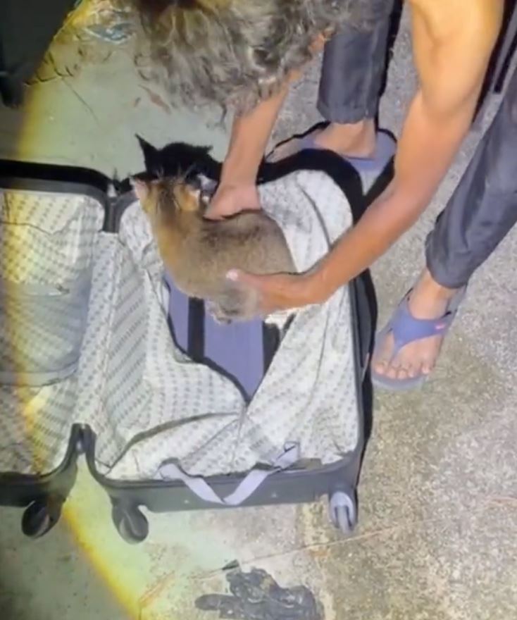 hampir 10 ekor kucing masih hidup ditemui ditinggalkan dalam tiga bagasi [video]