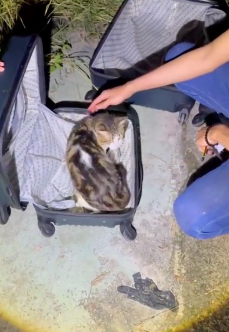 hampir 10 ekor kucing masih hidup ditemui ditinggalkan dalam tiga bagasi [video]