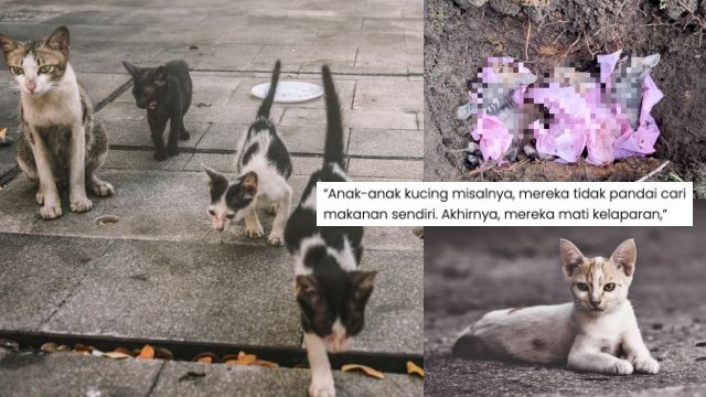 kucing-pasar-50.png