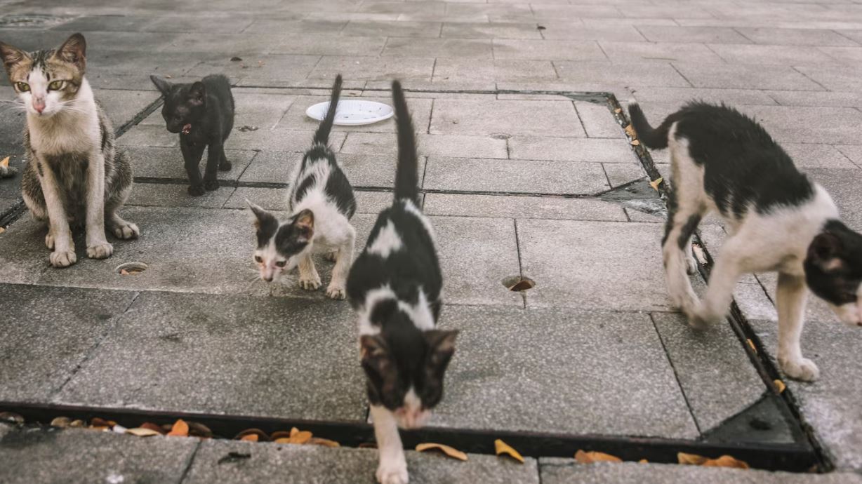 buang kucing di pasar ibarat hantar mereka ke ‘neraka’