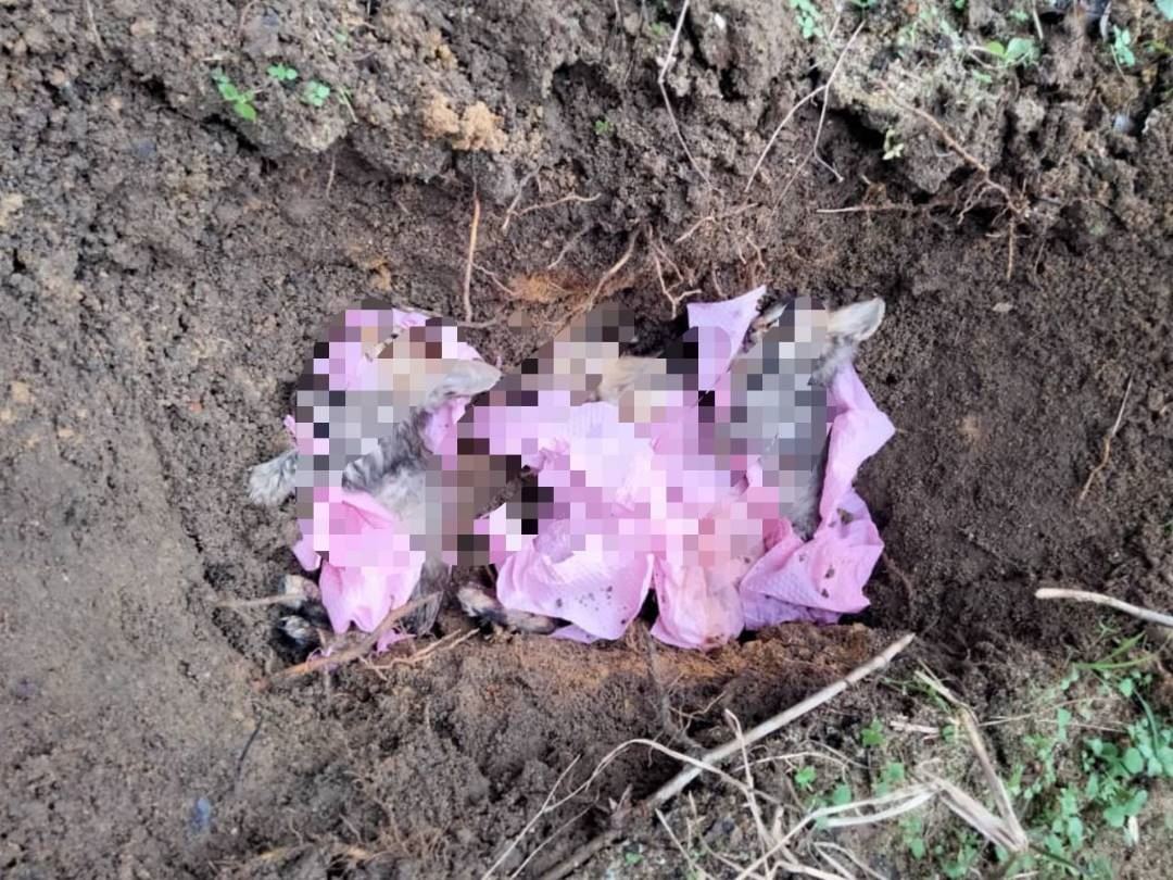 buang kucing di pasar ibarat hantar mereka ke ‘neraka’