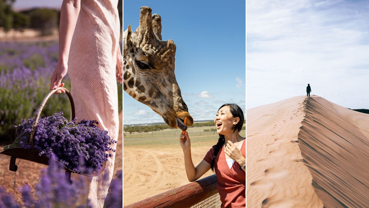 A basket of lavender in a lavender field, a girl feeding a giraffe and a person standing on a sand dune