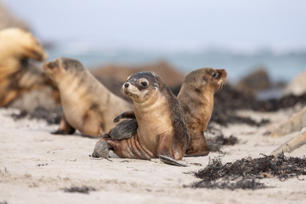 Baby seals on a beach