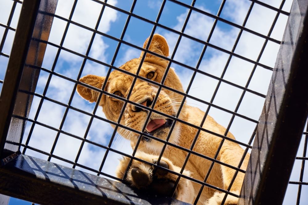 A lion looking into a cage at the camera