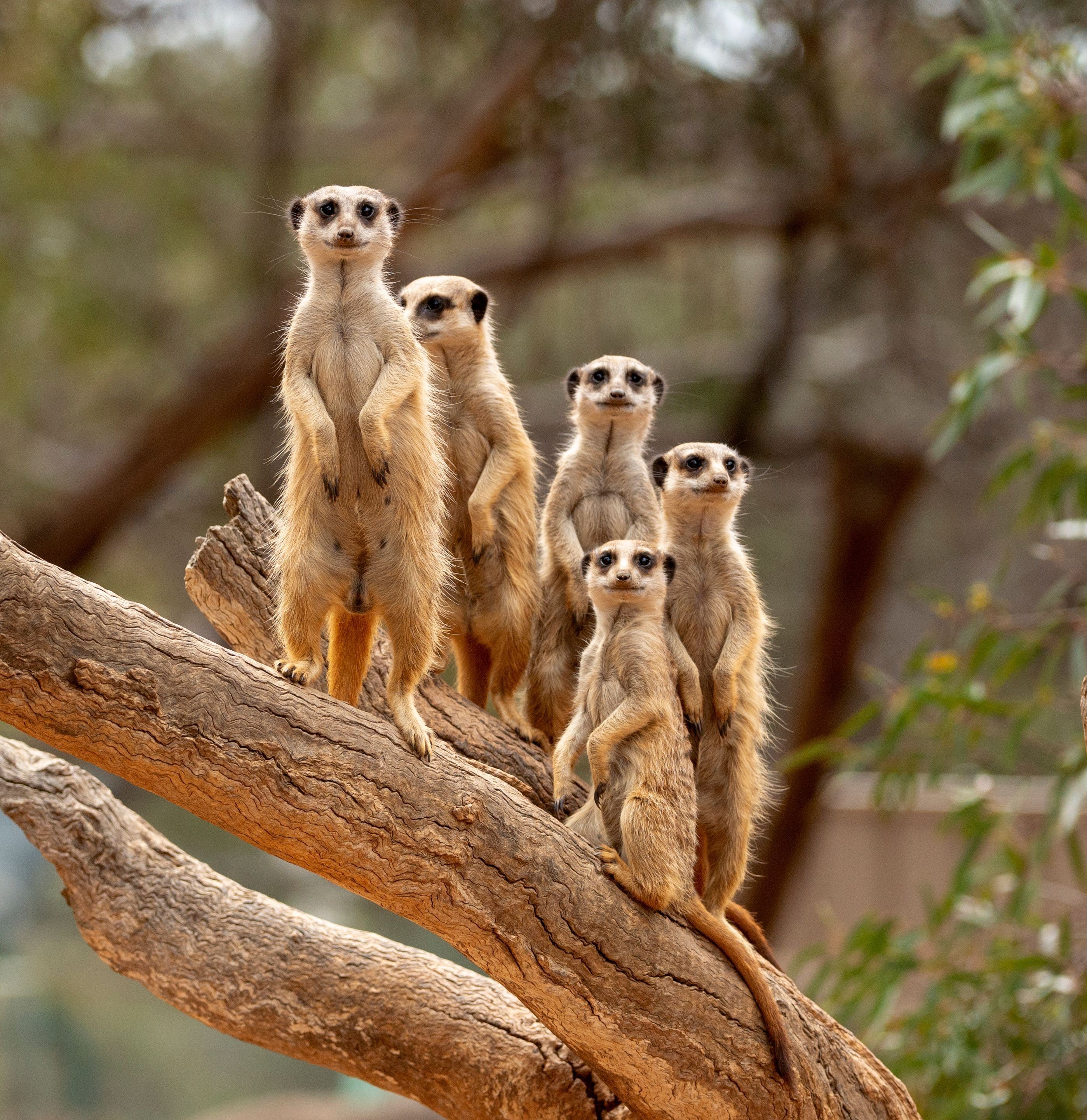 A group of meerkats smiling at the camera