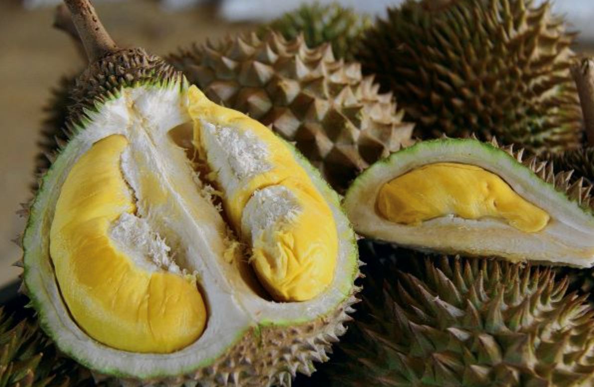 tupai king? a rare durian variant set to rival musang king's popularity at rm1k
