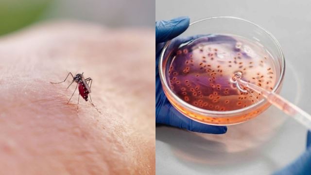 jaga-jaga demam oropouche, brazil sahkan kematian pertama di dunia