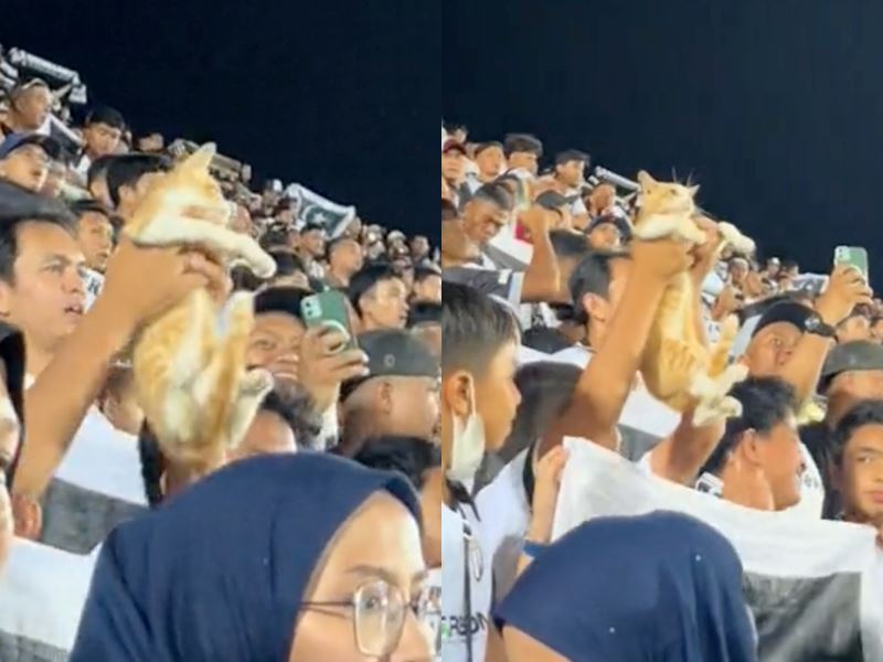 oyen steals the show: orange cat’s fa cup moment goes viral, amusing netizens