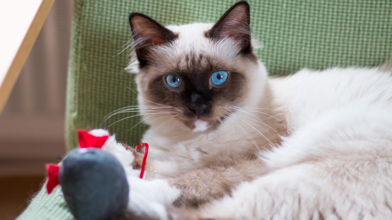 your cat based on your horoscope