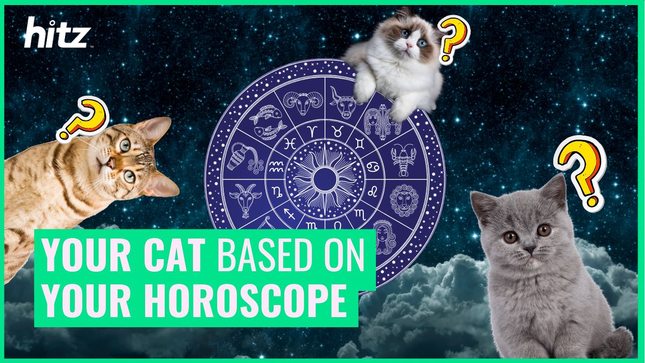 your cat based on your horoscope