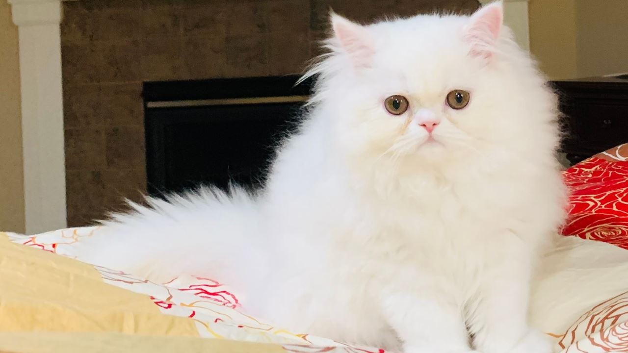 your cat based on your horoscope