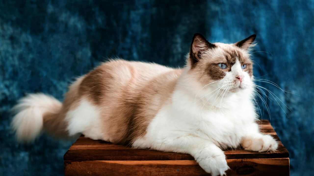 your cat based on your horoscope