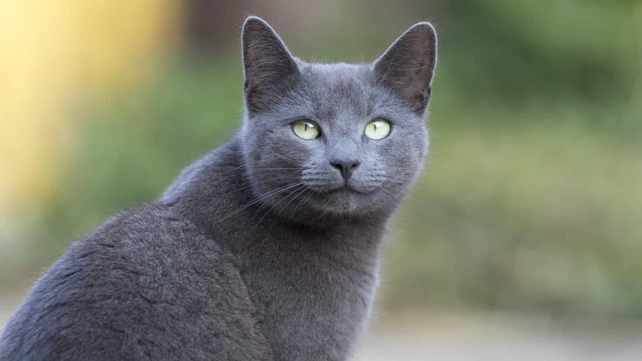 your cat based on your horoscope