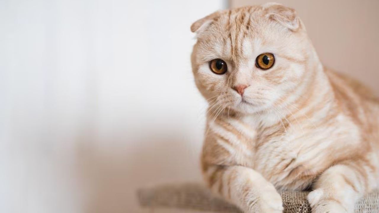 your cat based on your horoscope