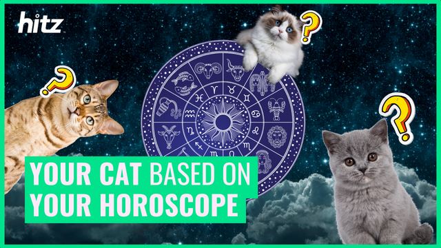 resize-page-640-x-360-cat-horoscope.png