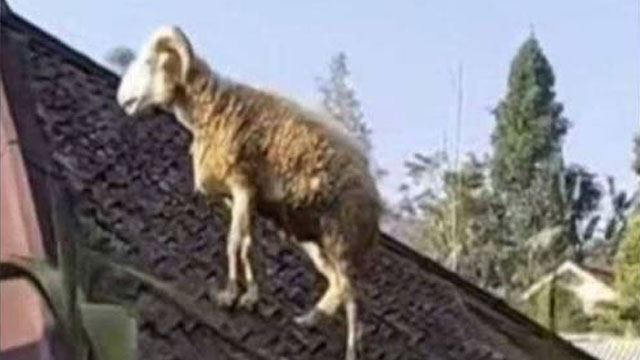kambing korban 'terbang' ke atas bumbung rumah