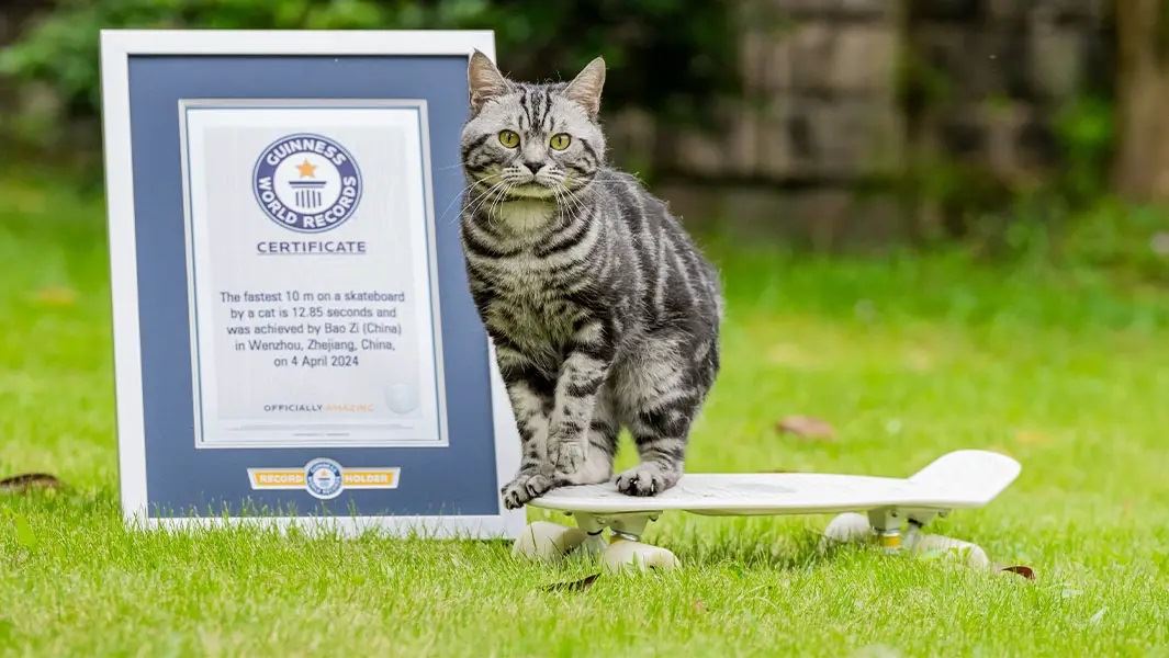 si bulu berjaya catat rekod dunia