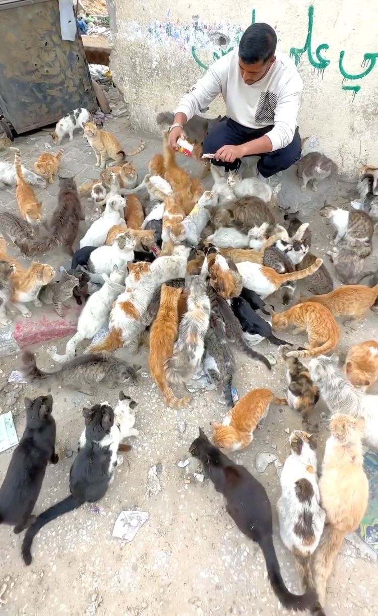 pemuda jumpa kumpulan kucing di gaza sangat lapar, beberapa hari tak makan