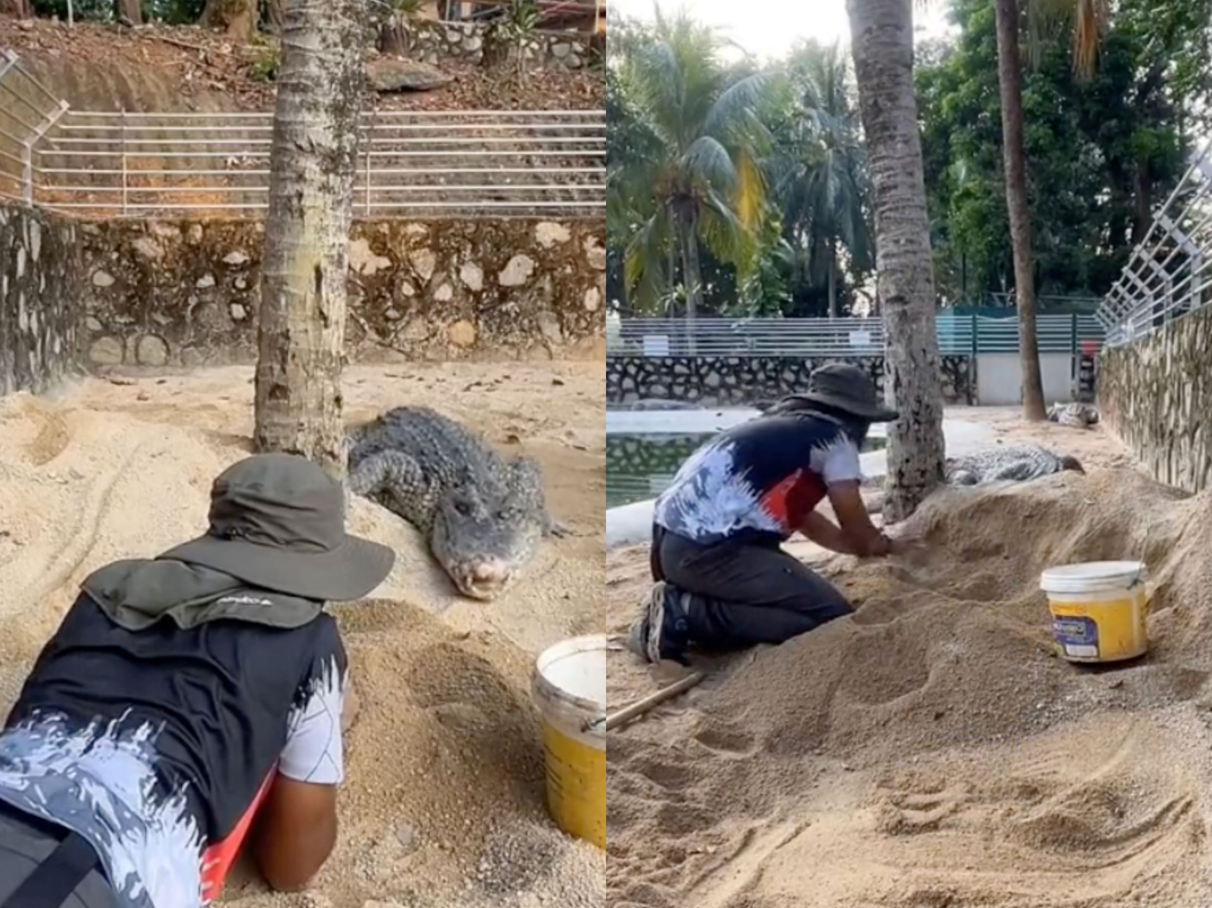 malaysian crocodile handler shares the dangerous task of retrieving crocodile eggs, m'sians amused!