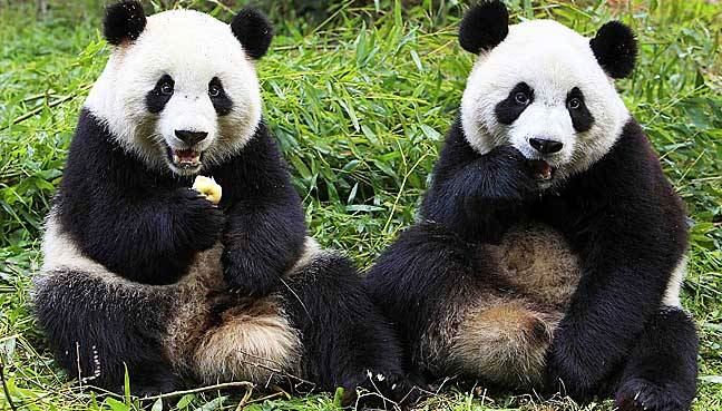 🇲🇾旅居大马的熊猫兴兴和靓靓租约将到期❗政府正在请求熊猫延长留马🐼