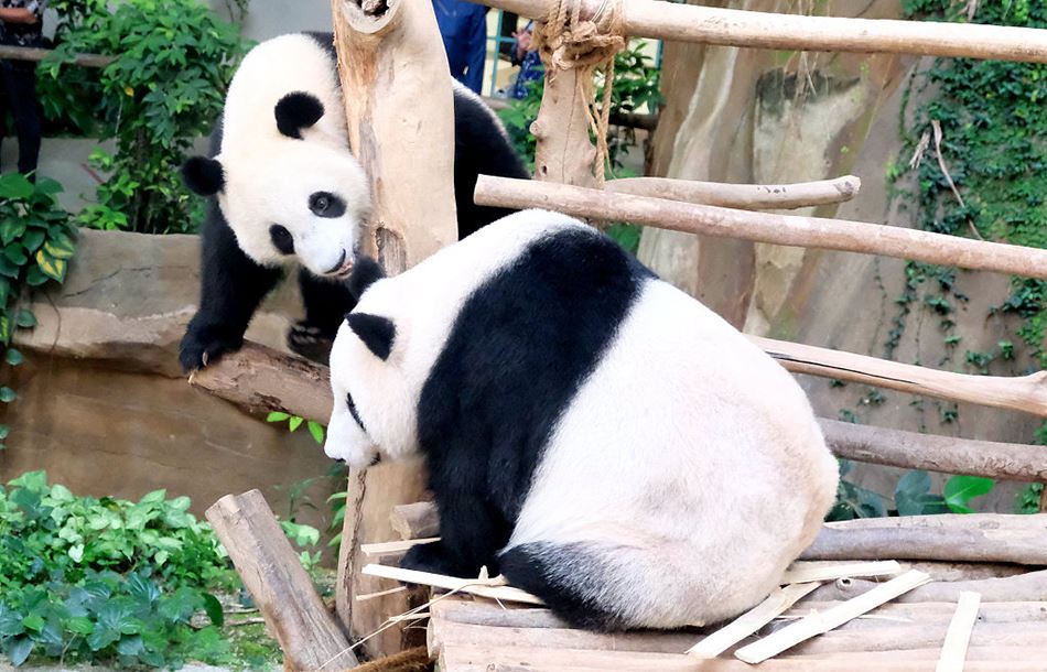 🇲🇾旅居大马的熊猫兴兴和靓靓租约将到期❗政府正在请求熊猫延长留马🐼