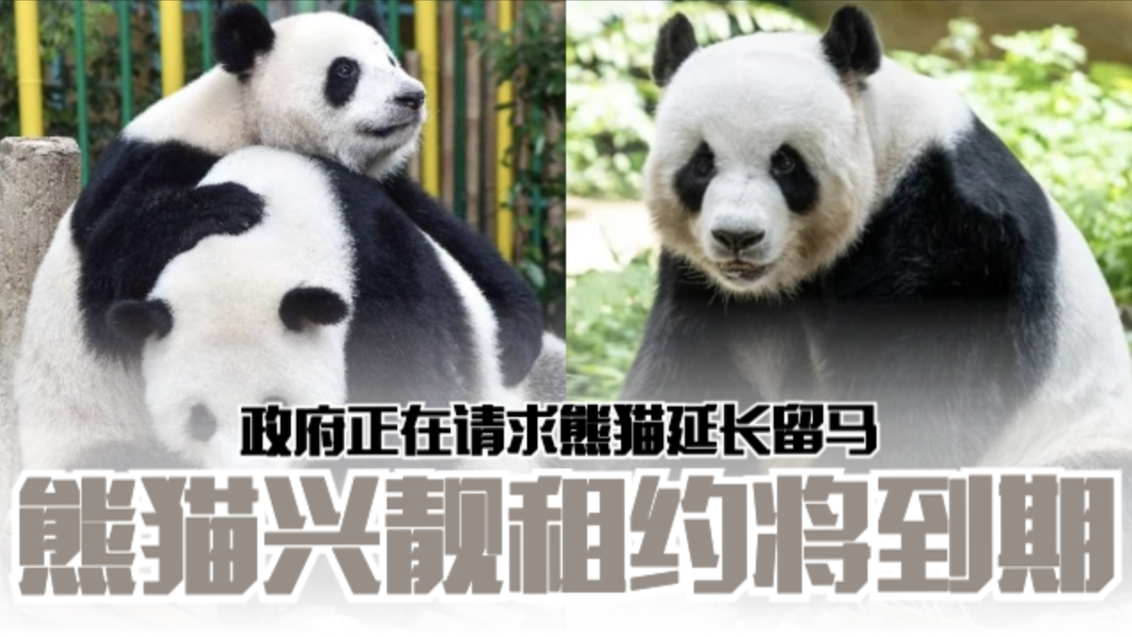 pandamsia640-transparent.png