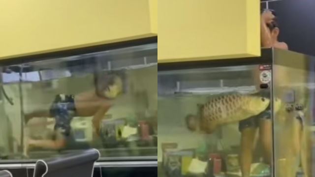 “cuaca panas sangat tu” - anak terjun mandi dalam akuarium kelisa