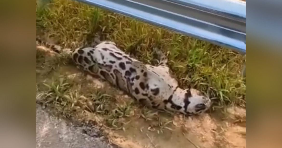 lelaki terkejut terjumpa harimau dahan mati dilanggar kenderaan