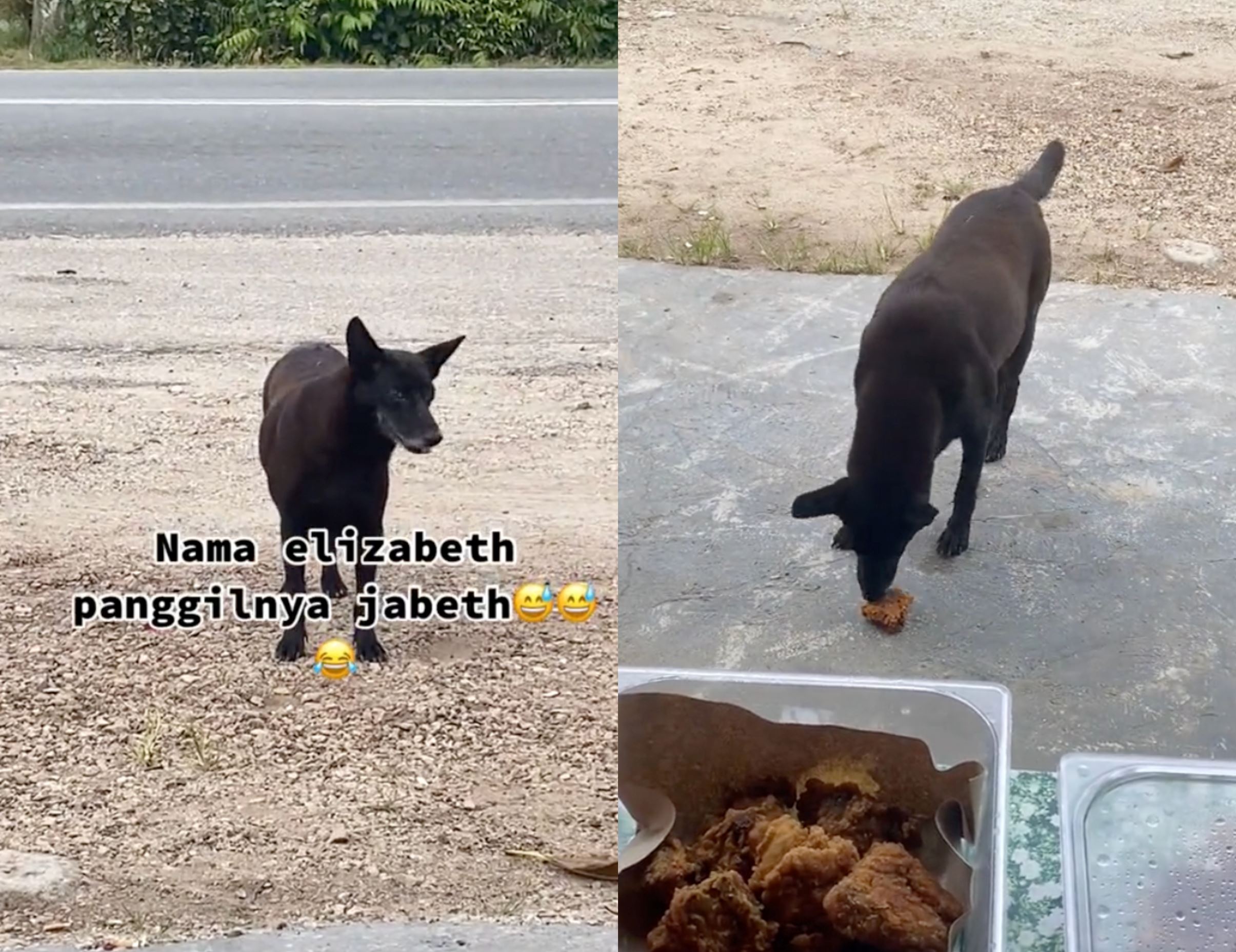 kind woman gives fried chicken to stray dog and her pup who comes to her stall every week