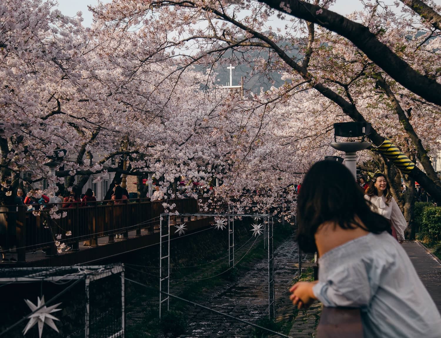 🇰🇷韩国樱花季没有樱花❗30年来第一次出现这样的情况😱